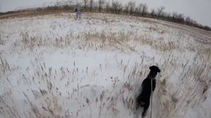 Охота на зайца с ягдтерьером. Сдвоенный выстрел.
Jagdterrier