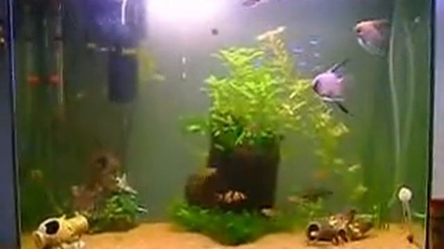 Meu Aquario em 27/11/2007 смотреть онлайн