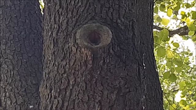 Гнездо голубой синицы, писк птенцов смотреть онлайн