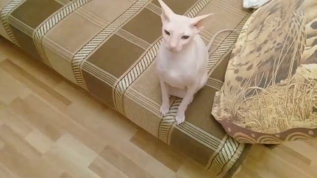 Рамзес смотреть онлайн