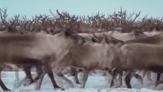 Чукотка. Сергей Чекалин. Chukotka. Sergei Chekalin. смотреть онлайн