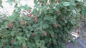 ЛОХ ТЕЙ сладкий, урожайный, ранний сорт ежевики.