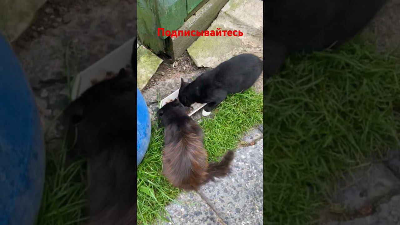 Два Хулигана обедают! смотреть онлайн