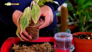 пересадка аглаонемы в домашних условиях
