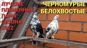 Николаеские голуби. Черномурые белохвостые. Лучшие пары сезона 2022.