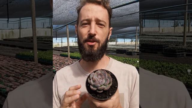 Echeveria Latte Rose смотреть онлайн