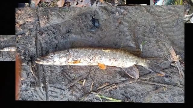 Рыбалка в Воронежской области 2018 смотреть онлайн