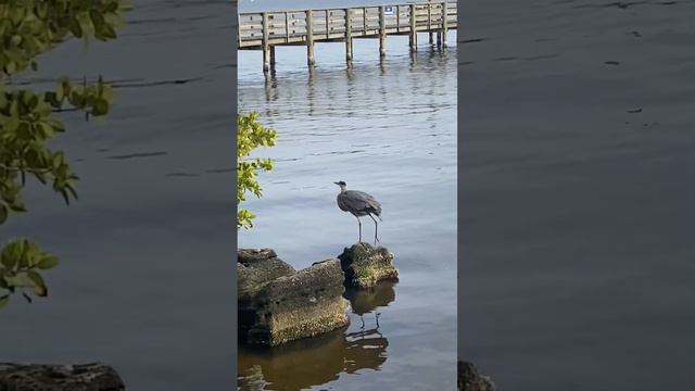 Castaways Point Park, Palm Bay Florida смотреть онлайн