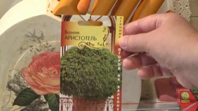 Обзор шаровидных сортов базилика для подоконника Всходы через 5 дней. смотреть онлайн