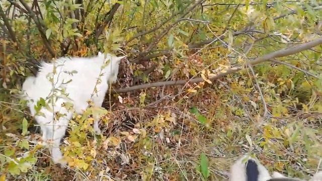 Козье молоко. Польза козьего молока. Полезные свойства молока. смотреть онлайн