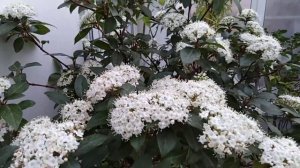 Калина лавролистная новогоднее чудо.