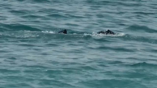 #117 Мне показали отель перед его открытием. Французские будни семьи Френо. смотреть онлайн