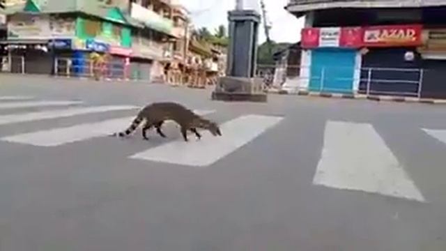 Rare Malabar Civet sighted on road in Day time, during #Corona_Lockdown смотреть онлайн