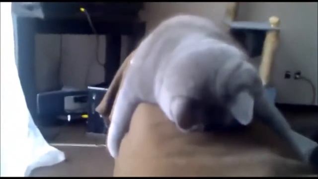 забавные истории,засыпающий котенок Funny Animal Videos 5 смотреть онлайн