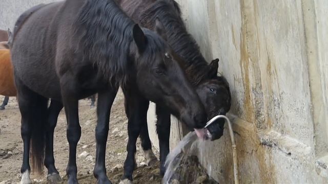 Лошади пьют Нарзан / Horses drink Narzan смотреть онлайн