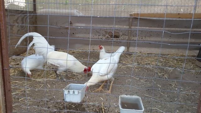 White game fowl смотреть онлайн