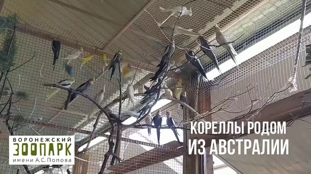 птицы смотреть онлайн