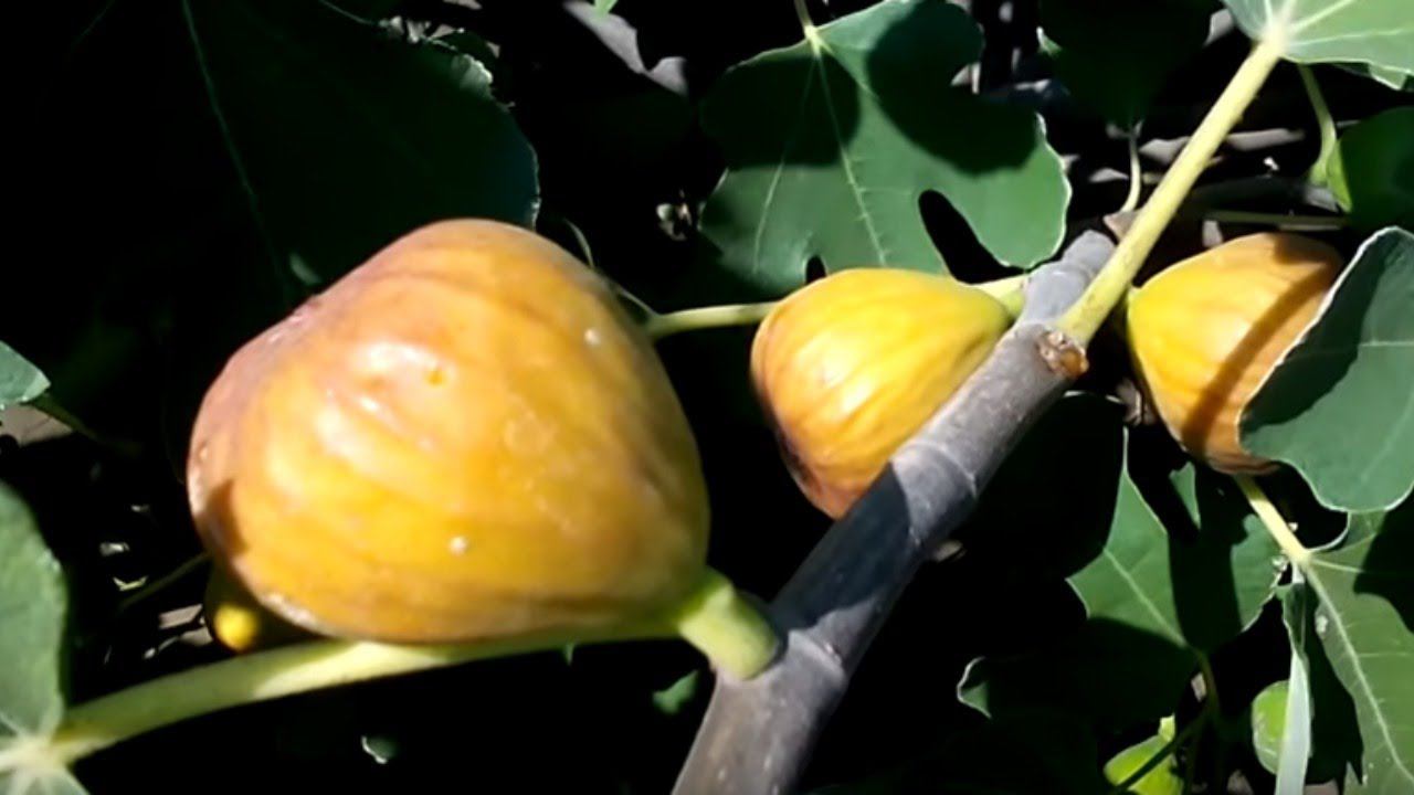 неФиговый Вторник. Стрим #3. Рынок инжира. Объем рынка, конкуренция, цены. Саженцы инжира.