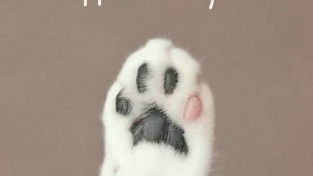 Мой дом там где мой кот #1 часть🐈🐈 смотреть онлайн