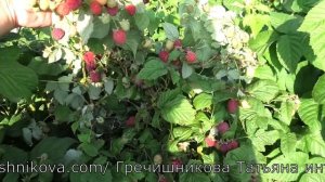 МАЛИНА СОРТ МЕТЕОР коллекция Гречишниковой Татьяны