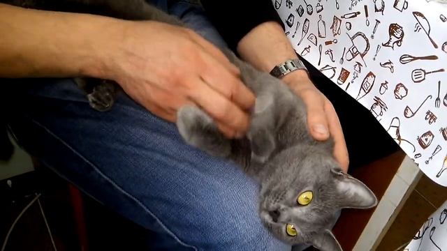 Поглаживание кошки,  Cat