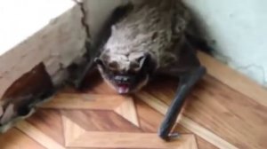 Летучая мышь в доме