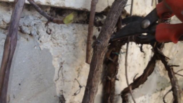 ГОРТЕНЗИЯ  ЧЕРЕШКОВАЯ . Hydrangea Petiolaris . Весенняя обрезка .