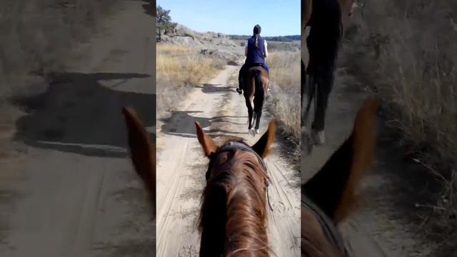 Прогулка с лошадьми на природе смотреть онлайн
