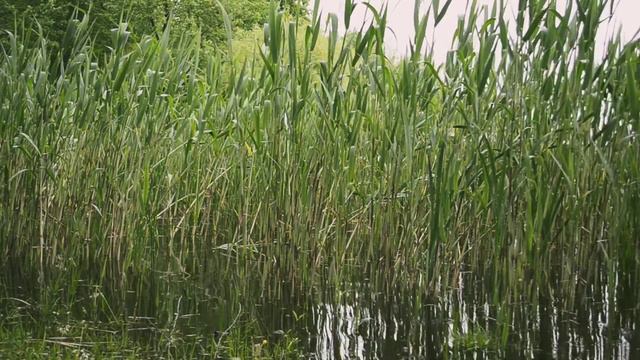 Wonderful Relaxing Sounds of Nature on the Lake \ Прекрасные расслабляющие звуки природы на озере смотреть онлайн