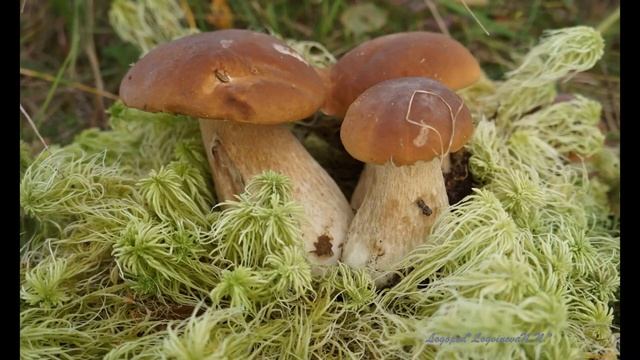 Родственные слова . Лексическая тема 