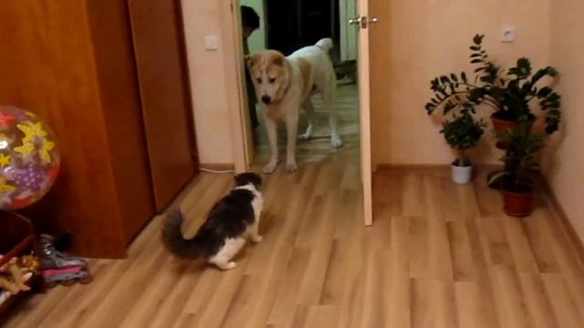 Кот против алабая смотреть онлайн