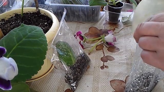 Глоксиния отцвела.Мои дальнейшие действия. смотреть онлайн