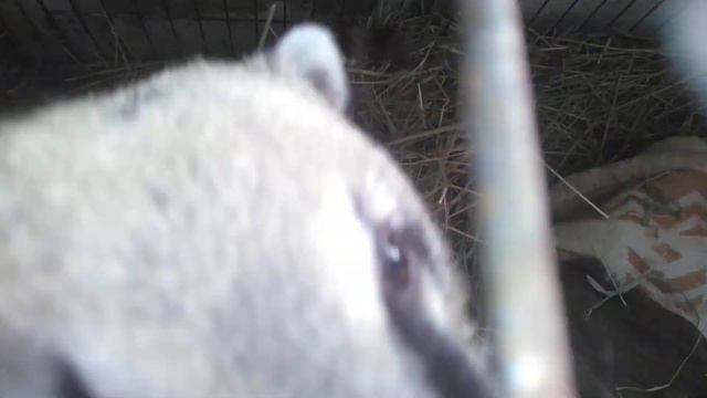 #носухаБуся и #носухаСнюша на зимней квартире смотреть онлайн