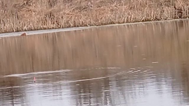 Как ловить Уклейку в стоячей воде в апреле? Делай как я и всё получится. смотреть онлайн