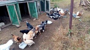 Пропойка кур и цыплят от глистов препаратом"Иверсан", готовим маточное стадо!!!