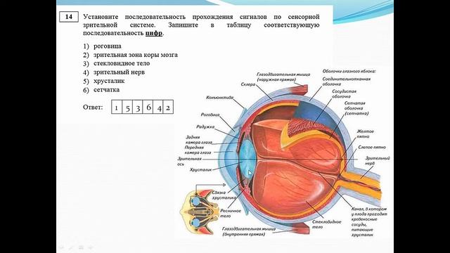 Досрочный ЕГЭ по биологии 2017 смотреть онлайн