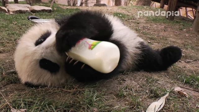 20160206 Broadcast Top Highlights 直播精彩集錦 2015級喝瓶瓶奶