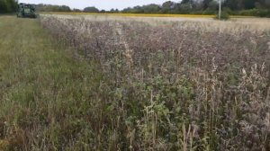 Уборка семян фацелии первый опыт