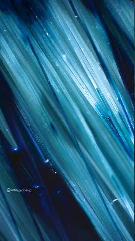 Zooming into a brush 🔬 #shorts смотреть онлайн