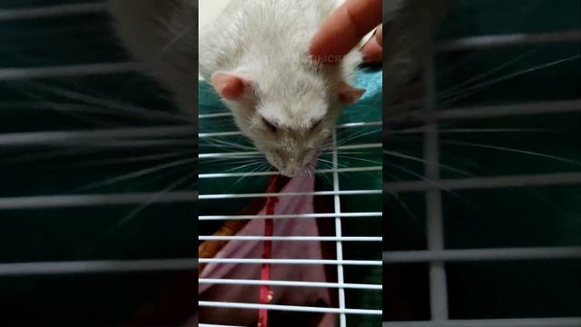 СКОЛЬКО ЖИВУТ ДЕКОРАТИВНЫЕ КРЫСЫ#shorts смотреть онлайн