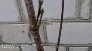 Обрезаем кизил 3-х лет