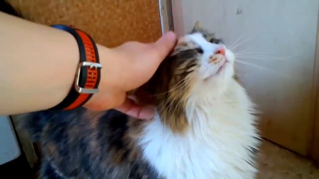 Трехцветная кошка ищет дом! смотреть онлайн