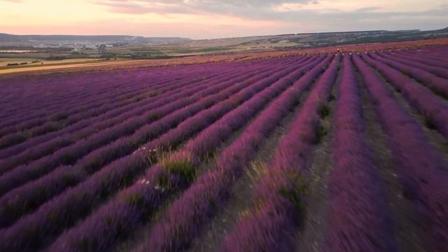 ЛАВАНДА смотреть онлайн