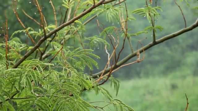 Новолетие русов! 7525 Лето от Сотворения Мира в Звёздном Храме! смотреть онлайн