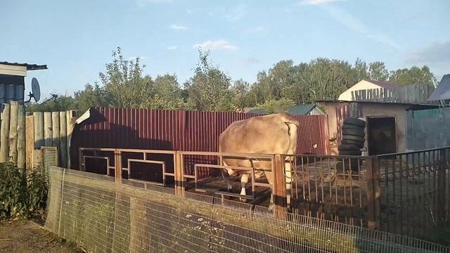 Барская Усадьба (Влог) смотреть онлайн