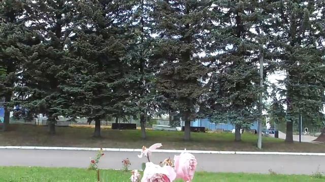 Видео про красные розы на стадионе смотреть онлайн