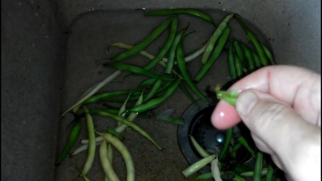 ПОЛЕЗНЫЙ СОВЕТ. КАК ПРАВИЛЬНО ВЫБИРАТЬ СПАРЖЕВУЮ ФАСОЛЬ для приготовления смотреть онлайн