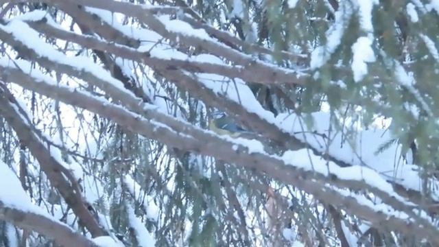 № 1897 27. 12. 2021 Сорока, серая ворона, сойки и другие птицы в лесу смотреть онлайн
