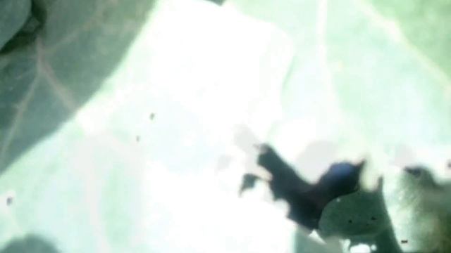 Баклажаны горчат, в чем причина?? смотреть онлайн