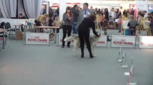 Огни Прикамья 2013 юниоры CACIB.MP4